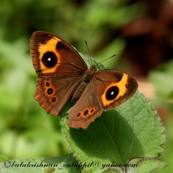 Anamudi Shola National Park 1N/2D